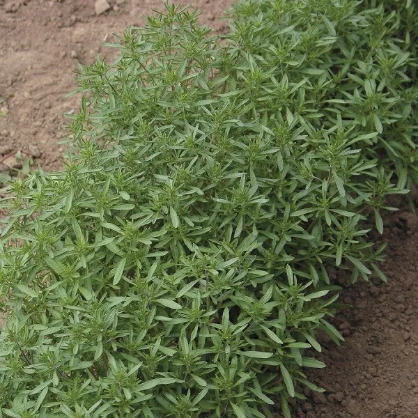 Herb - Summer Savory - Satureja Hortensis 1000 Seeds