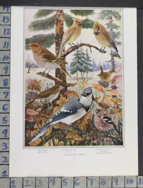 1919 Jay Waxwing Wren Grosbeak Bird Avian Woodland Animal Nature Vintage Ad Dp26