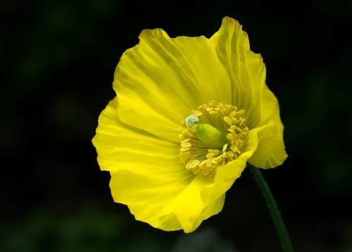 Meconopsis 'Cambrica' x500 fresh 2023 seeds - Hardy perennial