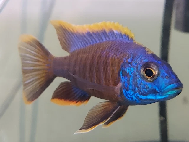 Lwanda Male - African Cichlid - Lake Malawi - 2.5" - Live Tropical Fish