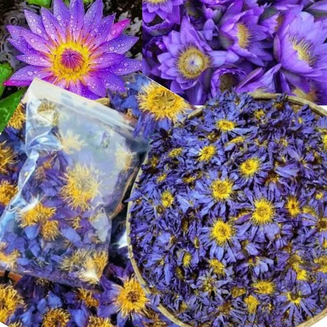 LIRIO DE AGUA DE LOTO AZUL 100% Natural Secado al Sol Escogido a Mano Ceilán NymphaeaCaerilea