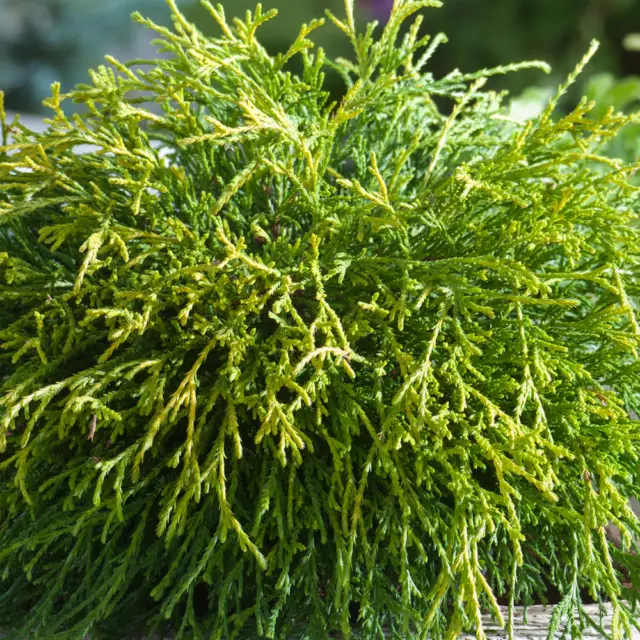 Chamaecyparis pisifera 'Sungold' Evergreen Conifer Garden Plant | 9cm Pots