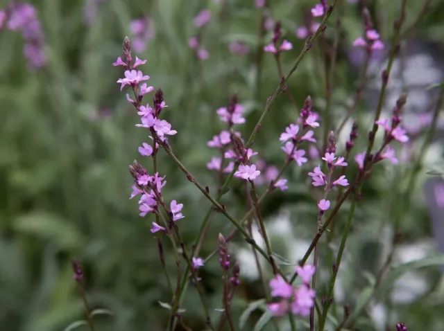 VERBENA COMÚN BAMTON DE FLORES GRANDES - 20+ - Semillas - Seeds Graines - Z 127