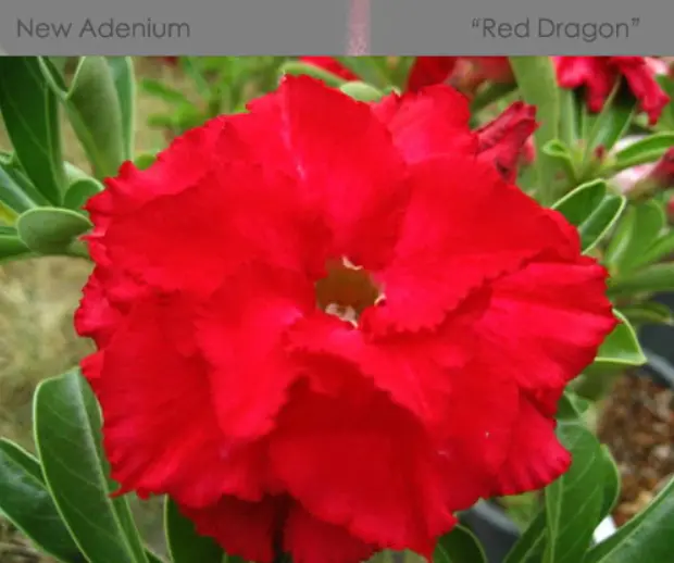 2PCS Graines Adenium Panaché Obesum Red Dragon Desert Rose Fleurs