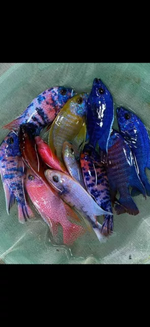 20 X Hap Pack & Aulonocara 6-7 Cm Listing Is For Twenty Fish