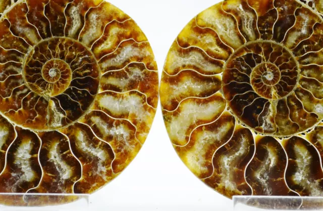 Large PAIR Ammonite MultiColor Crystals XXL 130mm 110myo FOSSIL 5.2" e3732xx