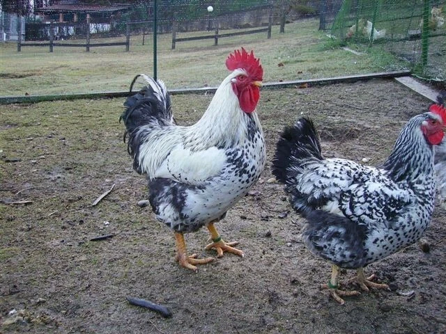 Uova Fertili E Feconde Di Pollo Livorno Collo Argento - Foto 9