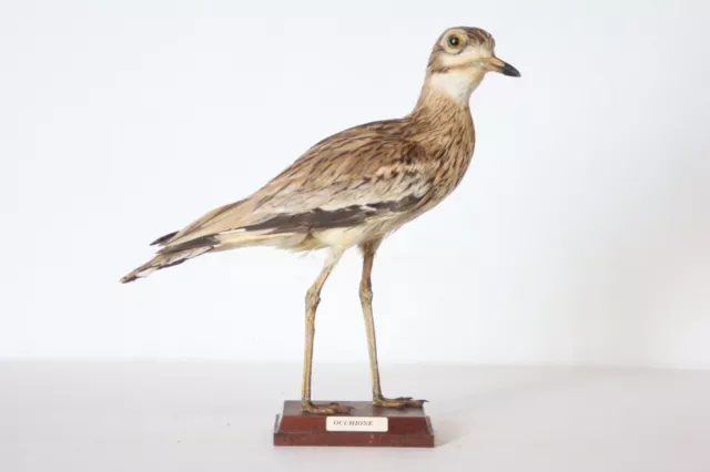 Taxidermy-hunting-chasse-präparat- Eurasian Thick-knee with permit