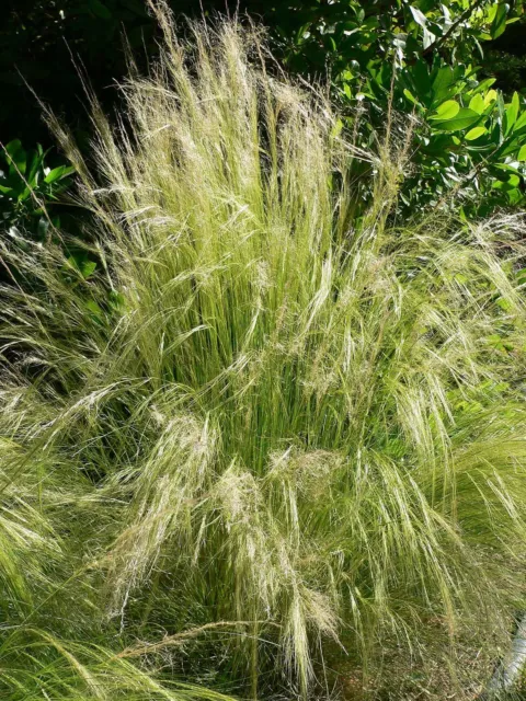 8 graines  STIPE CHEVEUX  D'ANGE (Stipa Tenuissima)G779 PONY TAIL SEEDS SAMEN