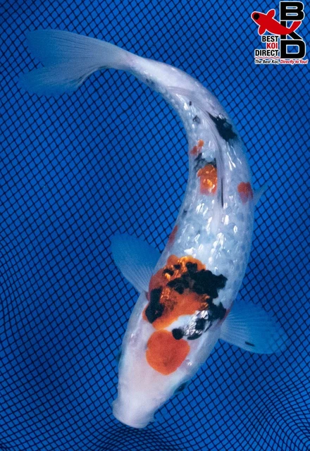 9" GINRIN SANKE Live Koi Fish Garden Pond Fin BKD T8
