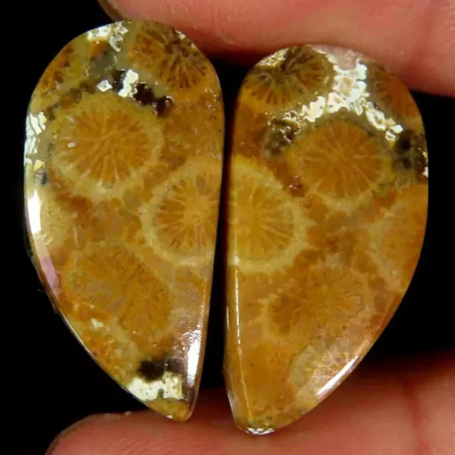 22.40Cts.100%Natural Fossil Coral Fancy Matched Pair Cab 11x24x4mm Top Gemstone