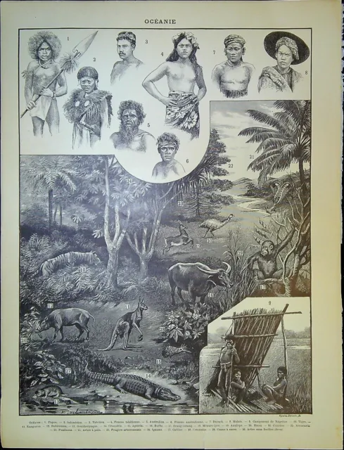 Ancienne gravure de presse  - Océanie