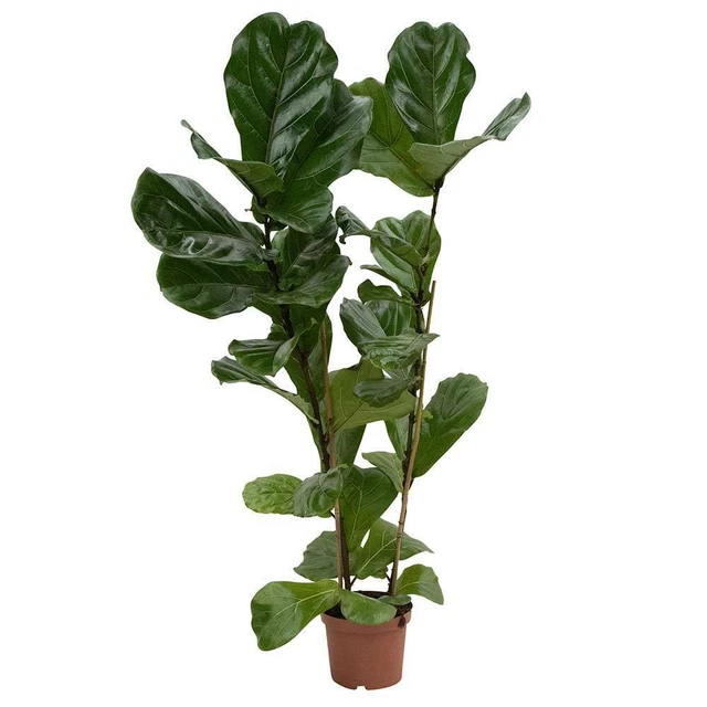 Leaf LEAF - 7088 Design UK 90cm Kunstmatige Ficus Boom/Plant-Grote Bossige Vorm Zwarte Plastic Pot, Groene Bossige Ficus