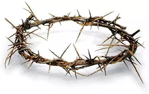 Authentic Biblical Lifesize 8 Crown of Thorns w/ Certificate