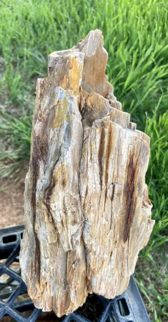EXCELLENT* 8.10 Lb Colorful Texas Petrified Fossil Wood Log-Skyscraper Shape