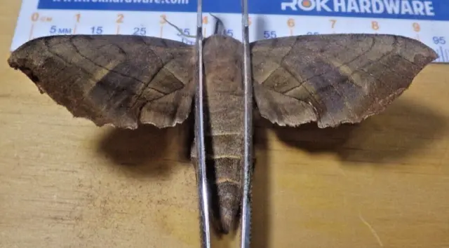 Walnut Sphinx Moth Amorpha juglandis Sphingidae Lepidoptera Southeast Texas G110