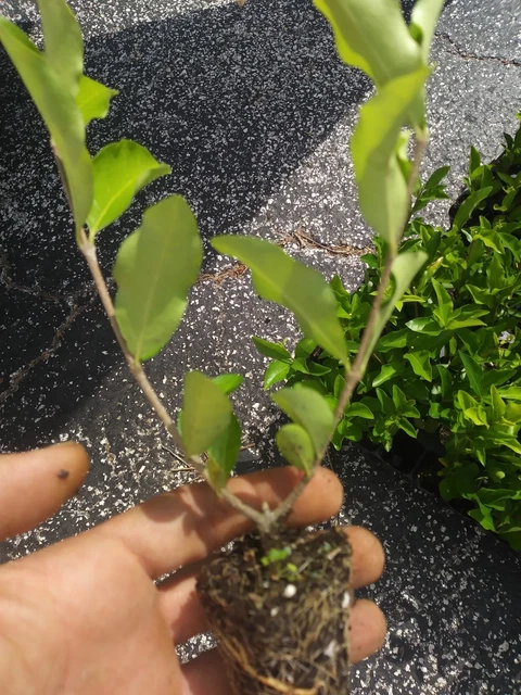 Barbados, Acerola Cherry Tree Plant,  Live Plant, Pesticide Free FREE SHIPPING!!