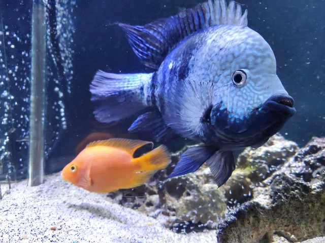 Red Texas cichlid .5" - 1" size 3 pack fresh water live tropical fish 7