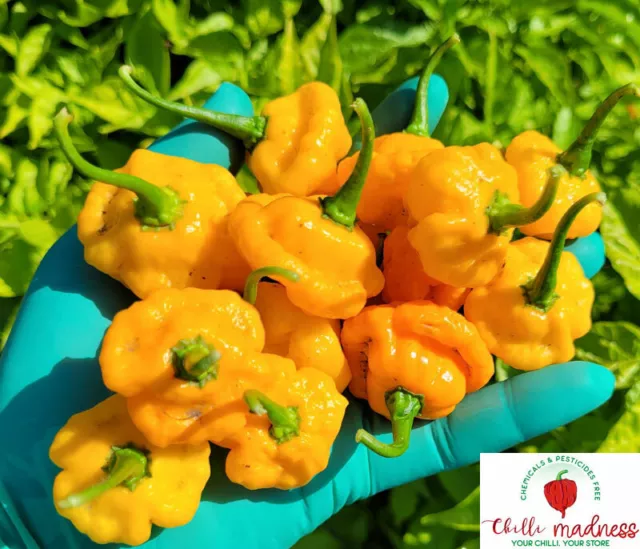 Chilli Jamaican Yellow Scotch Bonnet Hot Pepper Sustainably Grown in OZ 10 Seeds