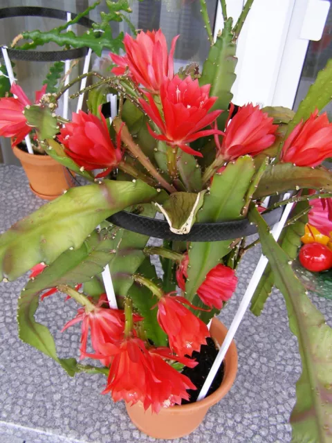 Epiphyllum ROT Blattkaktus Kaktus Hybride Zimmerpflanzen Kakteen 2 Stk. Ableger