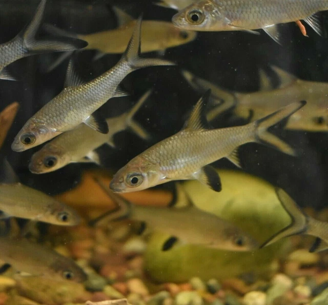Live 2" Bala Sharks (Pack of 3 Freshwater Aquarium Fish) *PLS READ DESCR*