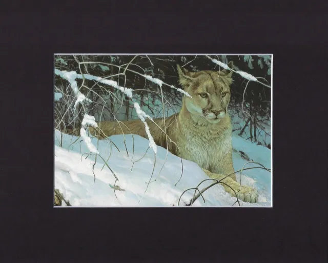 8X10" Matted Print Art Painting Picture, Robert Bateman: Cougar in Snow 1978