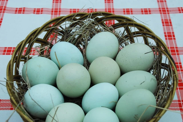 Galline Legbar (uova Blu) - Animali In Vendita A Ancona - Foto 6