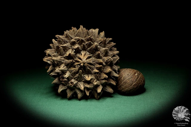 Phytelephas macrocarpa Sudamérica palma reciente frutos secos fruta seca decoración
