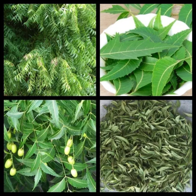 Neem Leaves Dried Natural 100%Organic Ceylon Azadirachta Indica 500+ Leaves