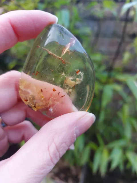 Copal Palm With Bug And Bark Inclusions