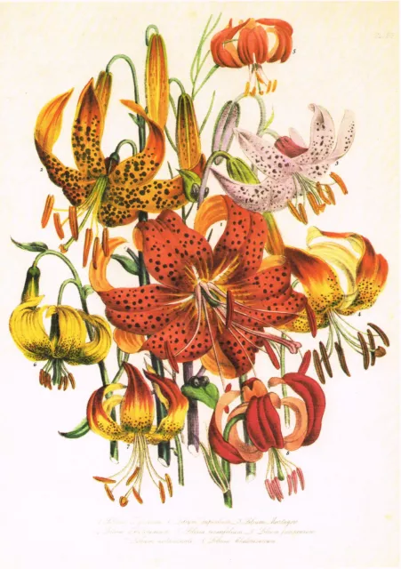Stampa floreale giglio giglio tigrino vintage fiore botanico Jane Loudon OF #65 2
