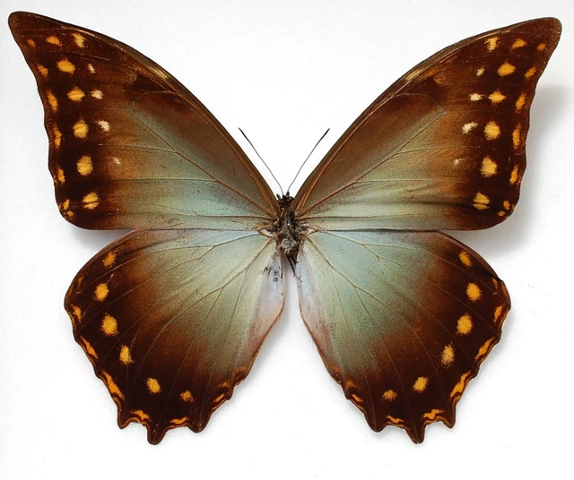 Male Morpho amphitryon ssp amphitryon !!  from Marankiari Peru