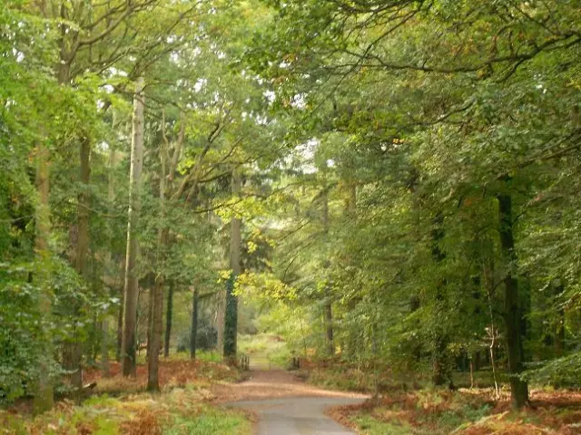12th - 14th Feb weekend 2 nights dogfriendly cottage Forest of Dean