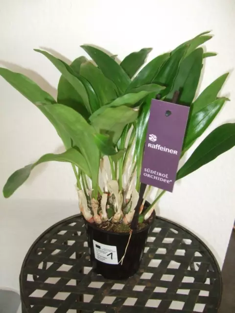 Exclusiv-Orchidee   XXL Dendrochillum glumaceum Duft-Orchidee  (1) 53-0424