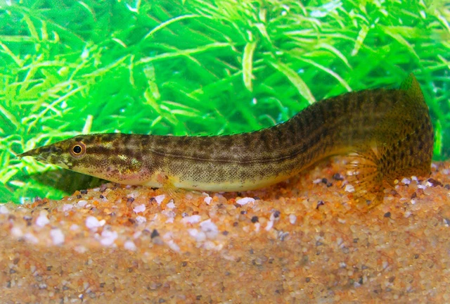 Tropical Eel FOR SALE! - PicClick UK