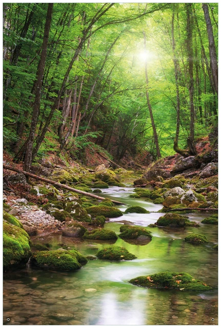 Wallario Garten Bakon Poster Zaun Sichtschutz wetterfest - Fluss Wald Moos Sonne