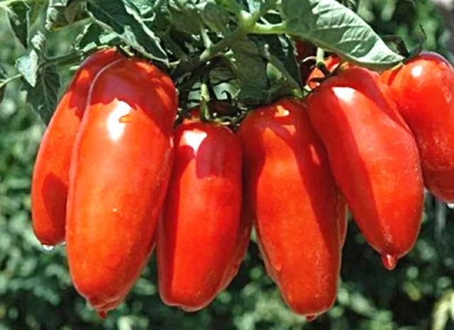 Tomate  "San Marzano 2" Samen, beliebteste italienische Tomatensorte, aromatisch 3