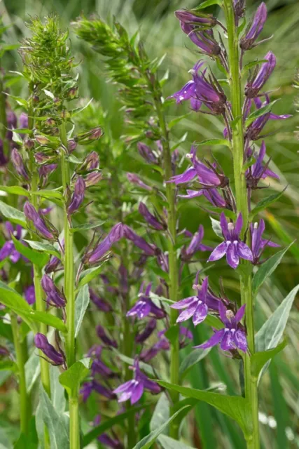 Lobelia siphilitica (Blue Cardinal Flower) - 50 seeds