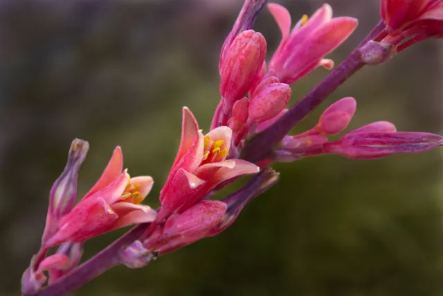 10 Graines De Hesperaloe Parviflora Yucca - Rouge