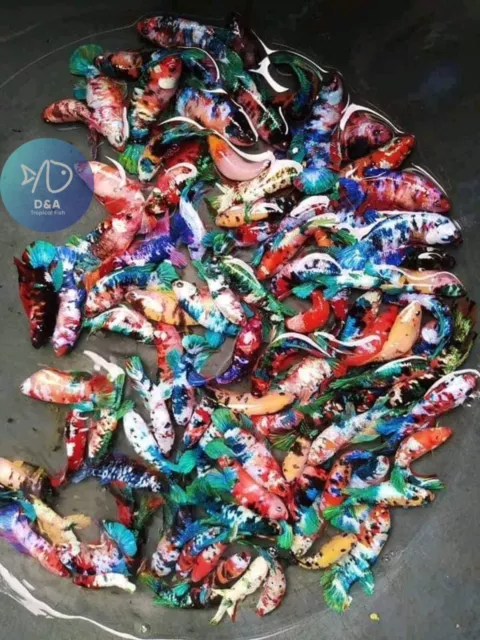Pack of 5X Female Galaxy Koi Nemo Betta Live Fish  High Quality - USA Seller