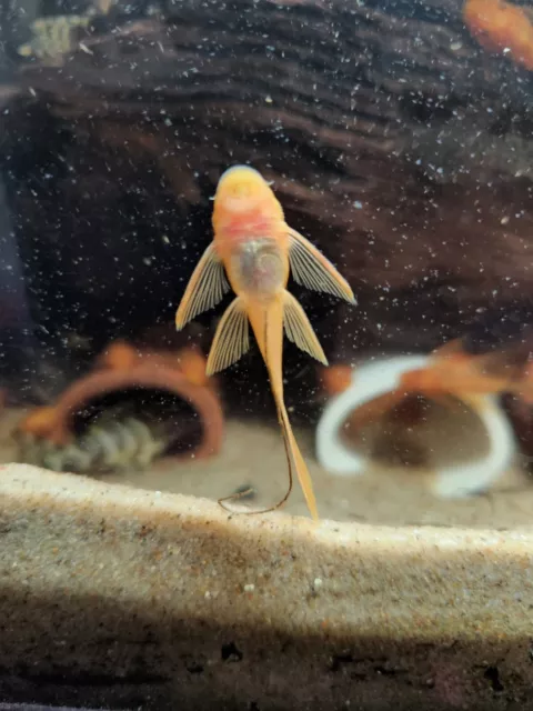 LONG FIN SUPER RED Bristlenose Pleco - 1.5" pack of 5 3
