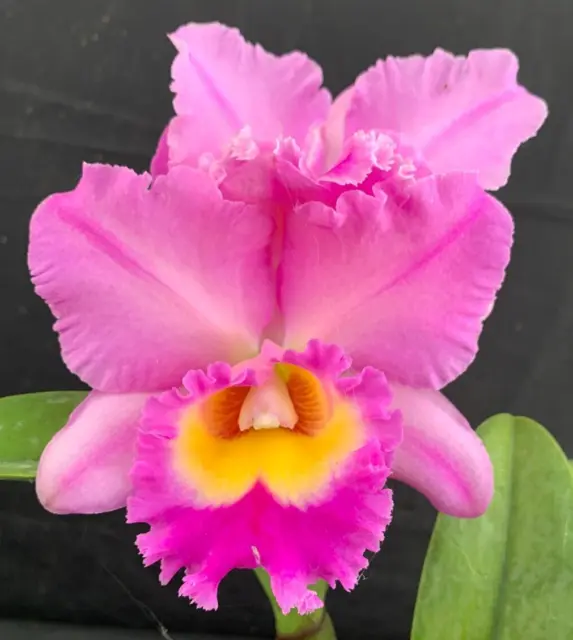RON Cattleya Orchid Special Quality Div Rlc. Island Charm x Rlc. George K (B747)