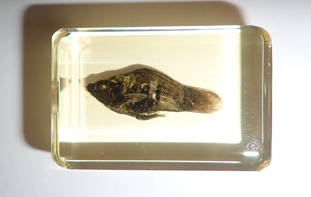 BLACK MOLLY Fish Poecilia sphenops in Amber Clear paperweight Education Specimen