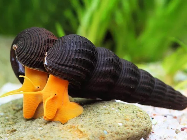 🔥 Orange Poso Rabbit Snail - Aquarium Live Fish Snails Algae Eater