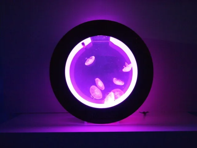 Round Desktop Jellyfish Aquarium Tank Kit for Real Live Jellyfish Fish Tank 4