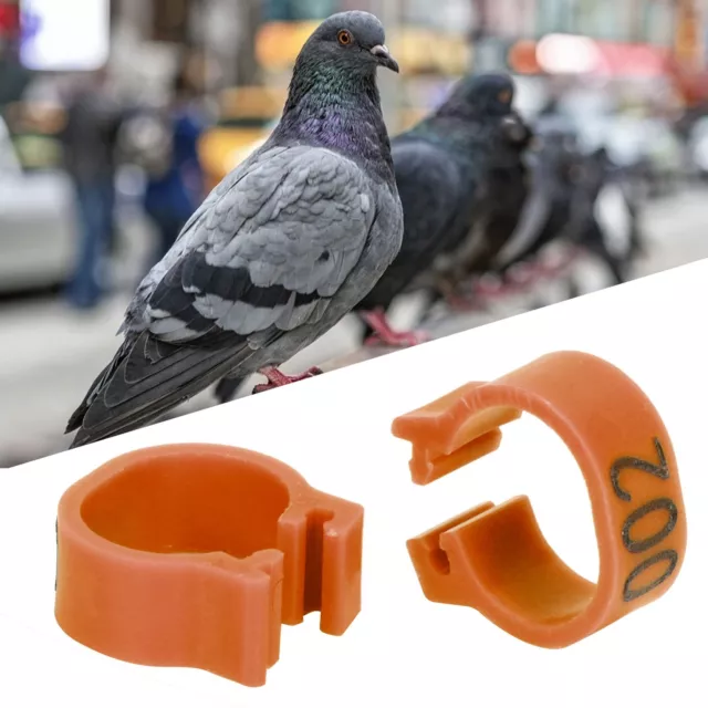 Acheter Numéro de pied (001-100) Anneaux de patte de volaille Anneaux de  pigeon Bracelet de cheville de pigeon Anneaux de clip d'oiseau de colombe