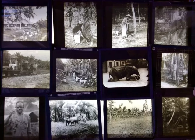 Job Lot Antique Magic Lantern Slides,Colonial Era Tropical Plantation Old Photos