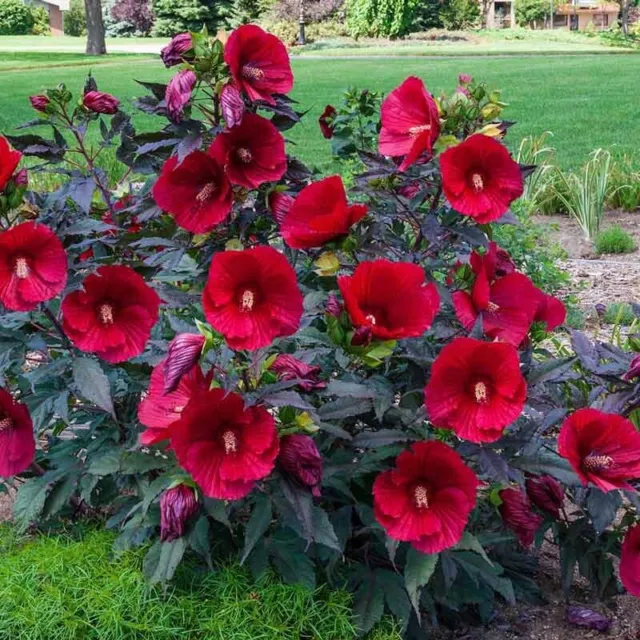 Organic Pre Stratified Hardy Crimson Red Hibiscus Seeds Hummingbirds Butterfly