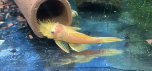 *QUALITY* Lemon Blue Eye Bristlenose Pleco (~1.5") USA TANK BRED - (L144a)