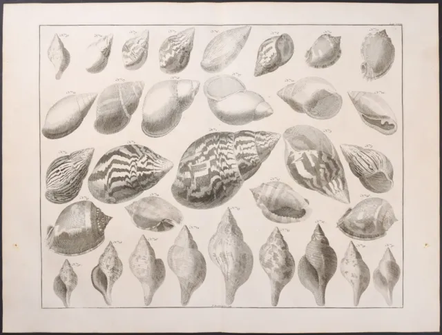 Seba - Shells. 71-3, 1765 Curiosities Original Folio Engraving